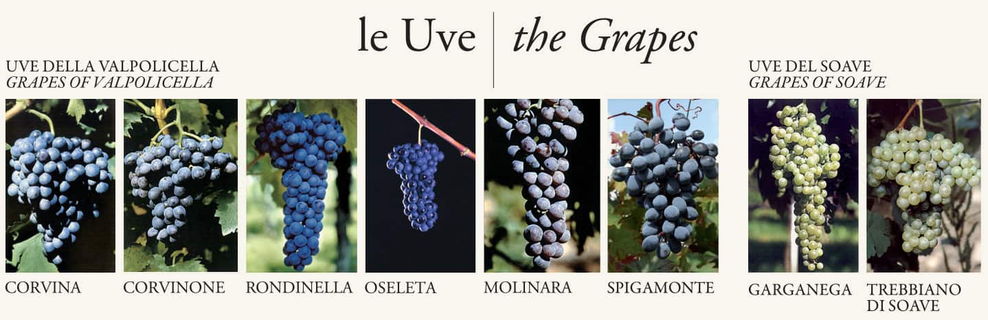 le uve utilizzate da Villa Canestrari